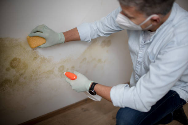 Reliable Alpine, CA Mold Removal Solutions
