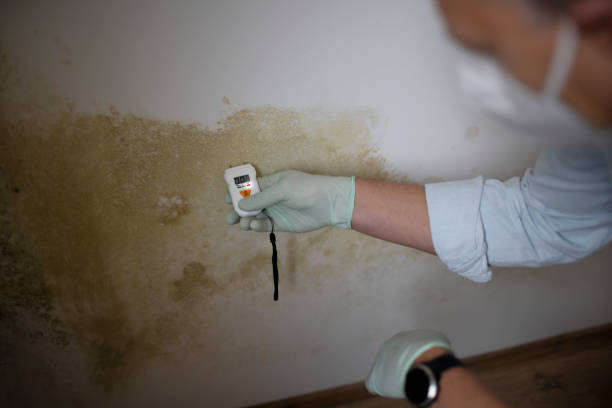 Best Residential Mold Removal  in Alpine, CA