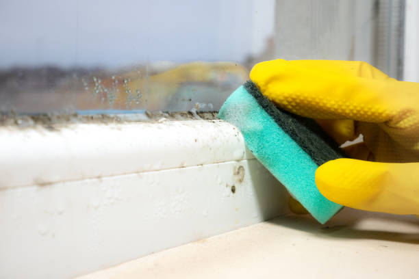 Professional Mold Removal in Alpine, CA