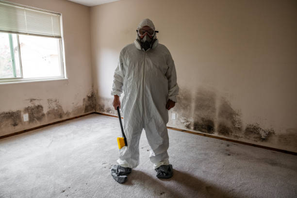 Best Mold Damage Repair  in Alpine, CA