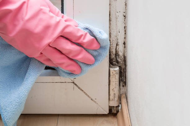 Best Office Mold Removal Services  in Alpine, CA